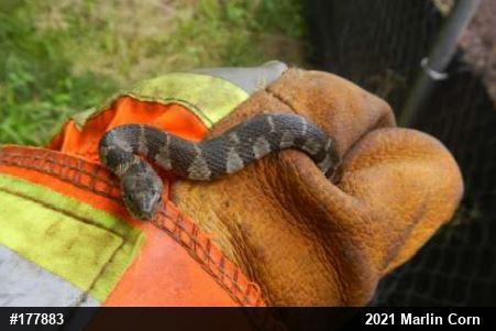 Northern Watersnake