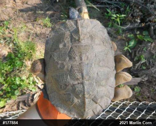 Wood Turtle