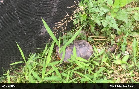 Painted Turtle