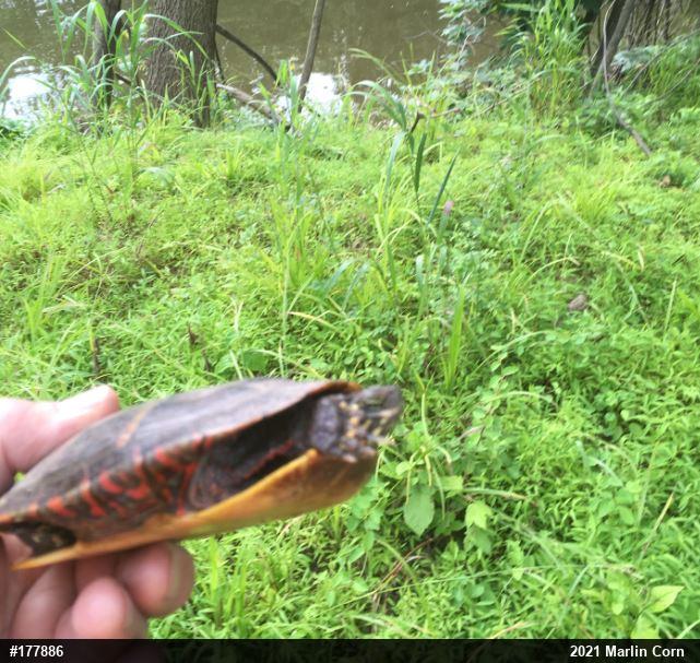 Painted Turtle