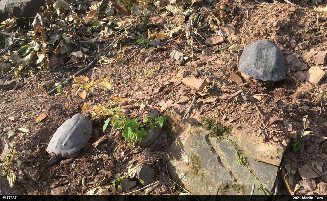 Snapping Turtle