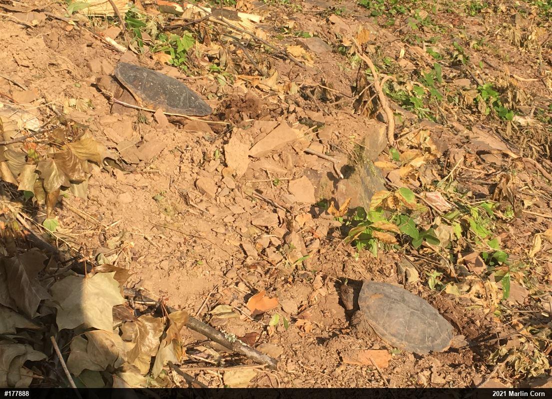Snapping Turtle