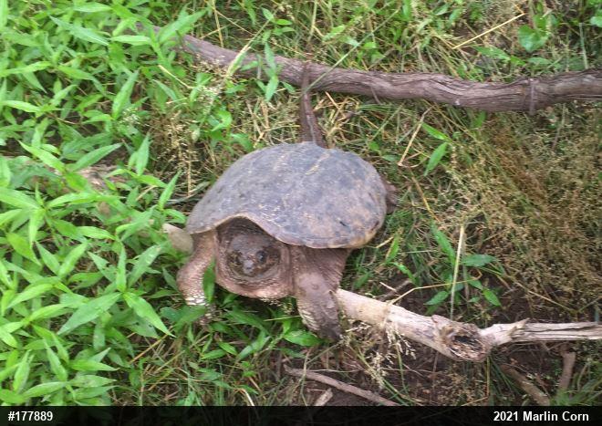 Snapping Turtle