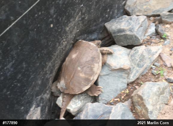 Snapping Turtle