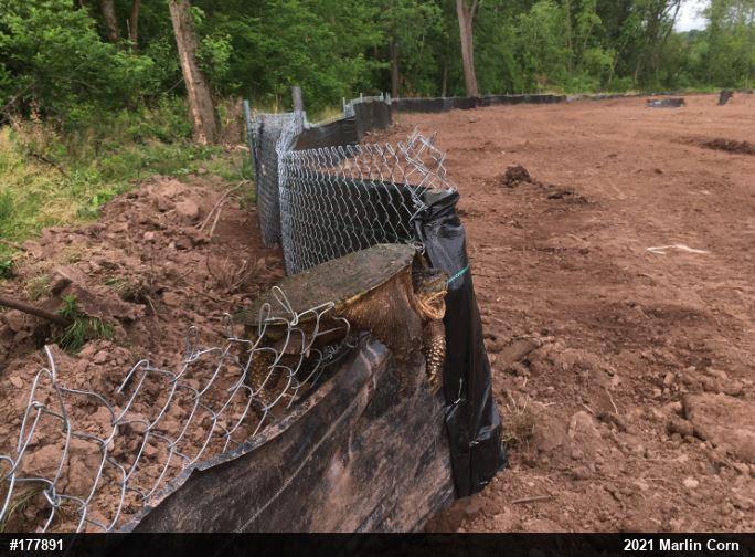Snapping Turtle