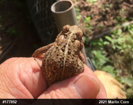 Eastern American Toad