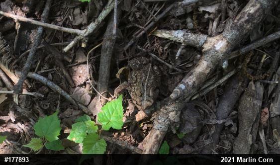 Eastern American Toad
