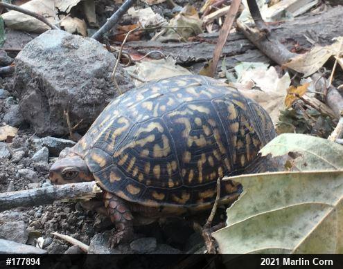 Eastern Box Turtle