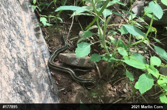 Eastern Gartersnake