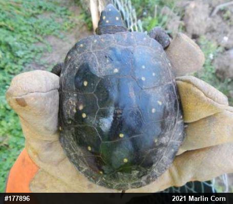 Spotted Turtle