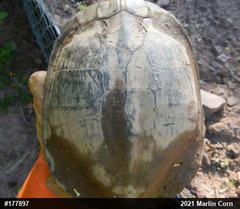 Pond Slider