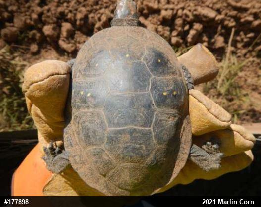 Spotted Turtle