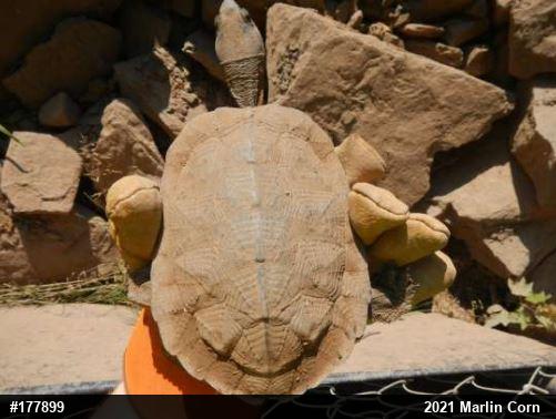 Wood Turtle