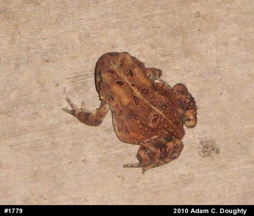 Eastern American Toad