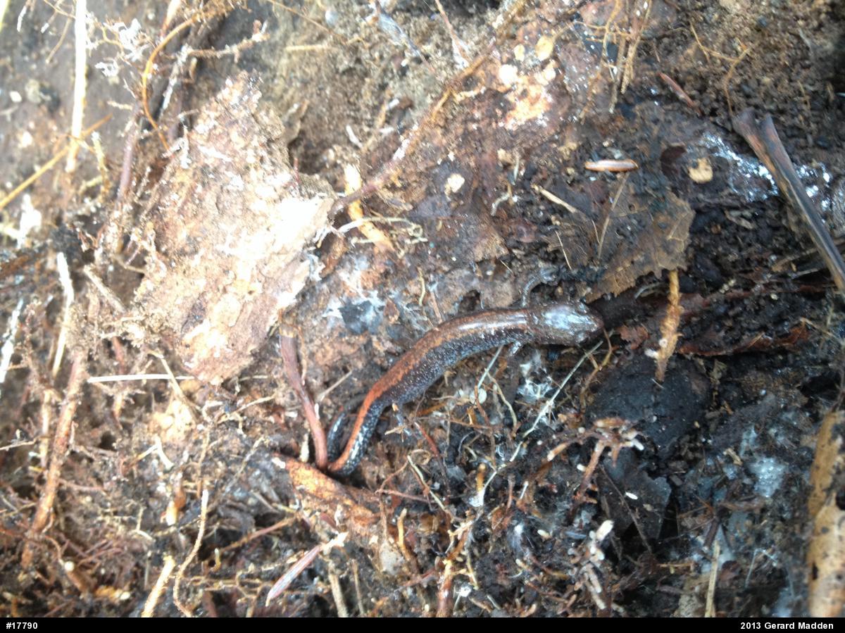 Eastern Red-backed  Salamander