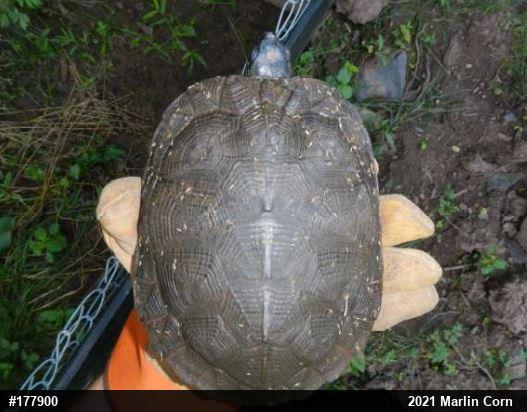Wood Turtle