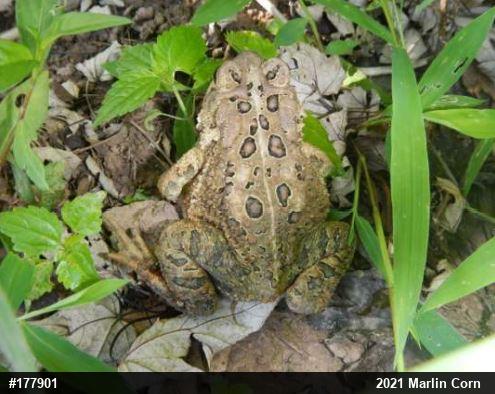 Eastern American Toad