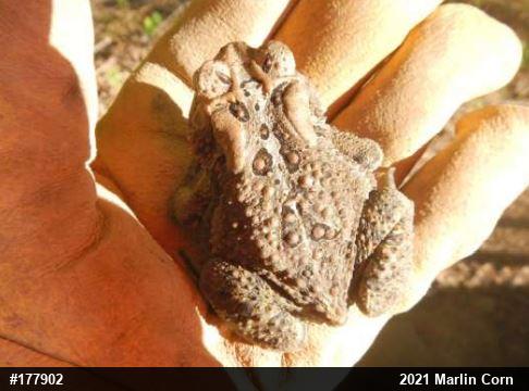 Eastern American Toad