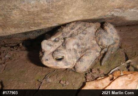 Eastern American Toad