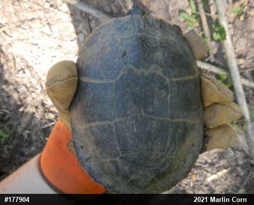 Eastern Painted Turtle