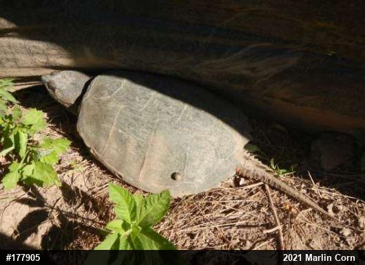 Snapping Turtle