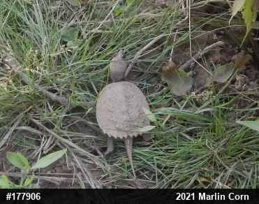 Snapping Turtle