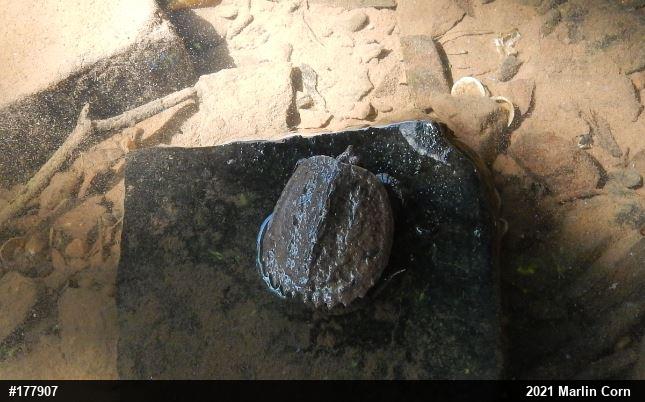 Snapping Turtle