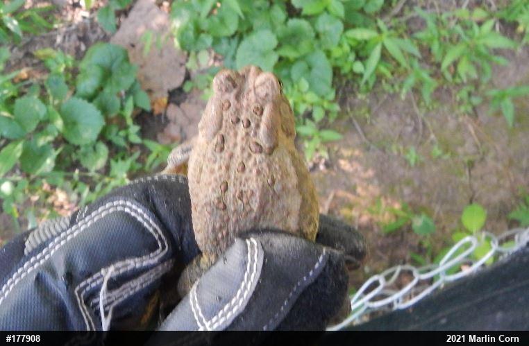 Eastern American Toad