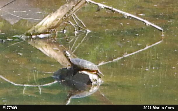 Painted Turtle