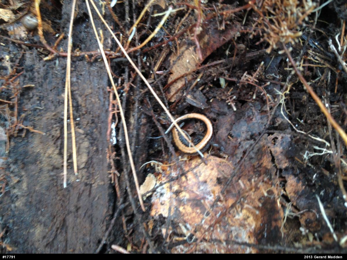 Eastern Red-backed  Salamander