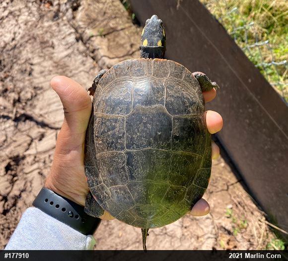 Eastern Painted Turtle