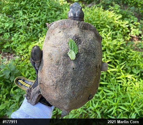 Wood Turtle