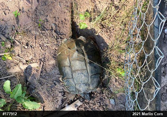 Snapping Turtle