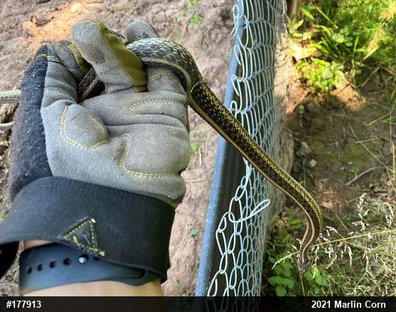 Eastern Gartersnake
