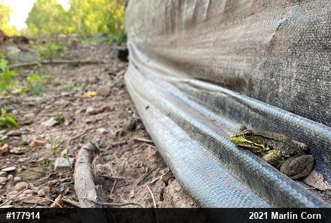 Green Frog