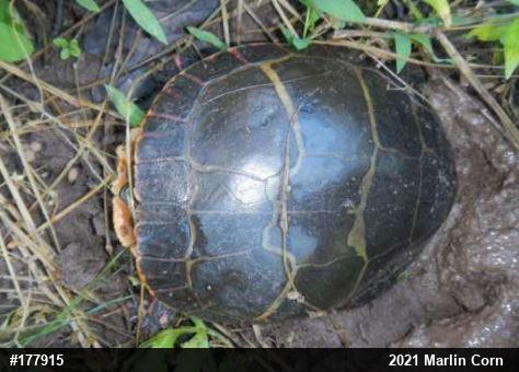 Eastern Painted Turtle