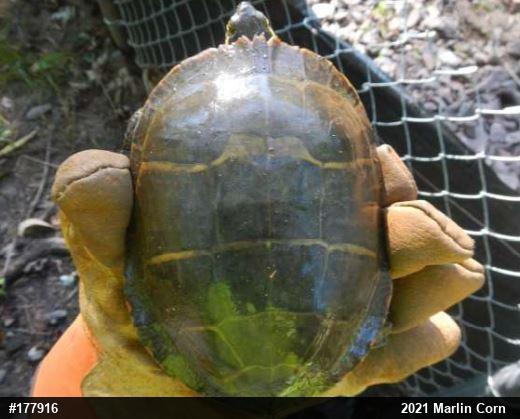 Eastern Painted Turtle