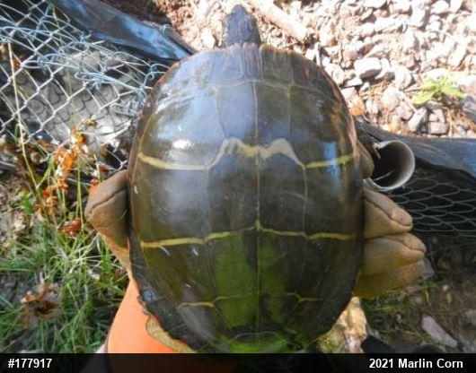 Eastern Painted Turtle
