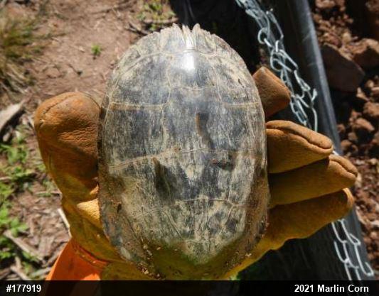 Painted Turtle