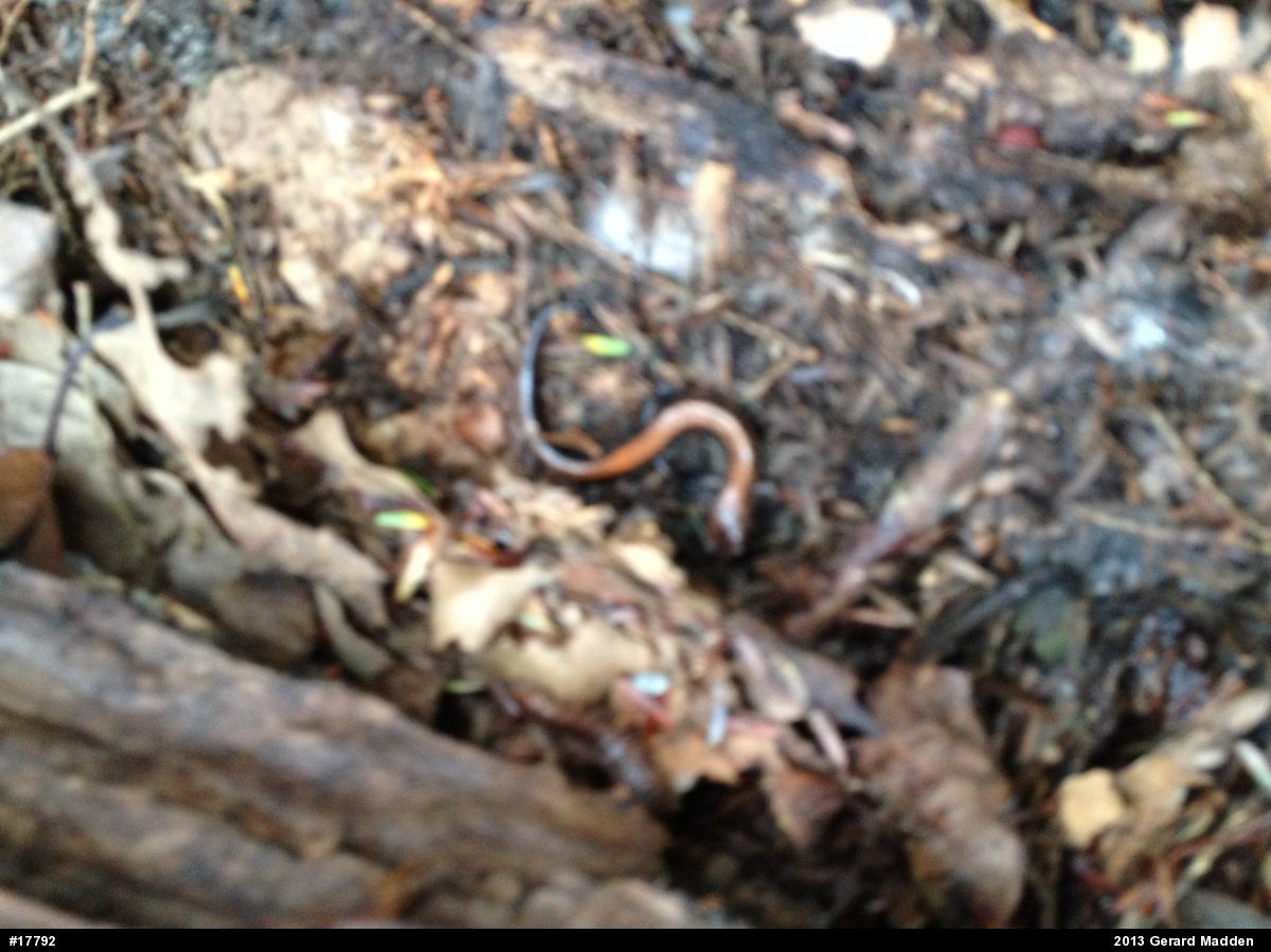Eastern Red-backed  Salamander