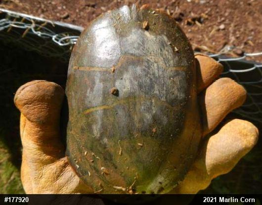 Eastern Painted Turtle