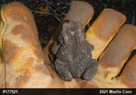 Eastern American Toad
