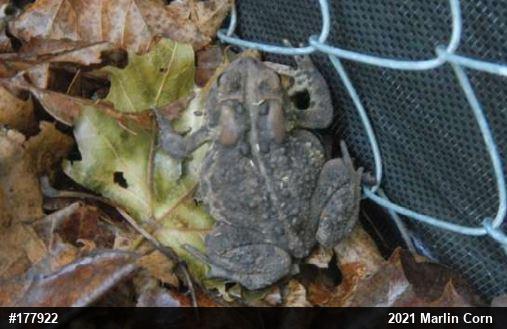 Eastern American Toad