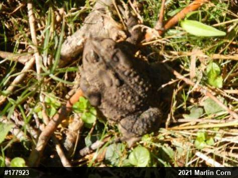 Eastern American Toad