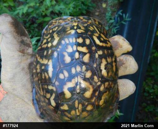 Eastern Box Turtle