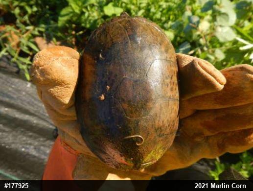 Eastern Musk Turtle