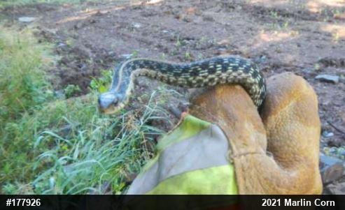 Eastern Gartersnake