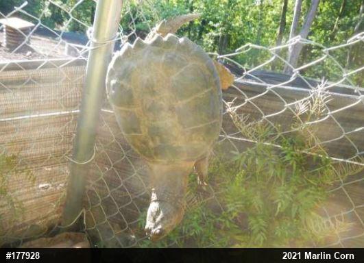 Snapping Turtle