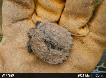 Snapping Turtle