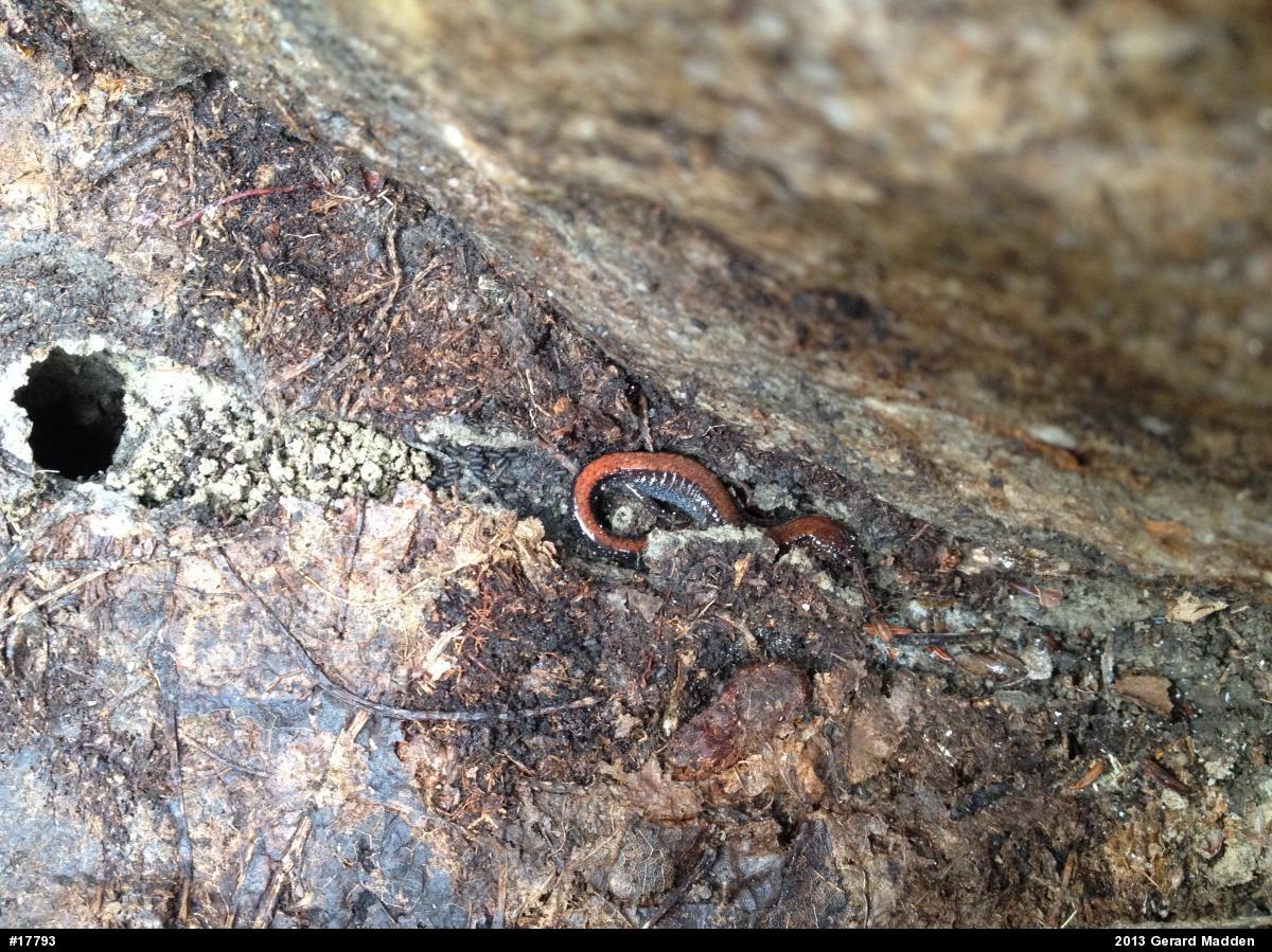 Eastern Red-backed  Salamander